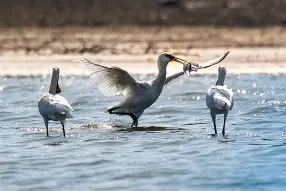 ?=0貏k否?S?稰鑓?